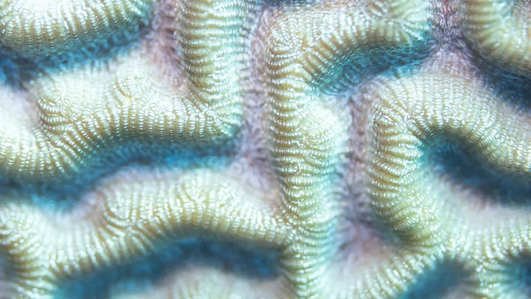 The Best Fabrics for Ocean View Dining